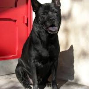 Meet your Posher, Paid